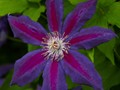 Clematis Wildfire IMG_2462 Powojnik